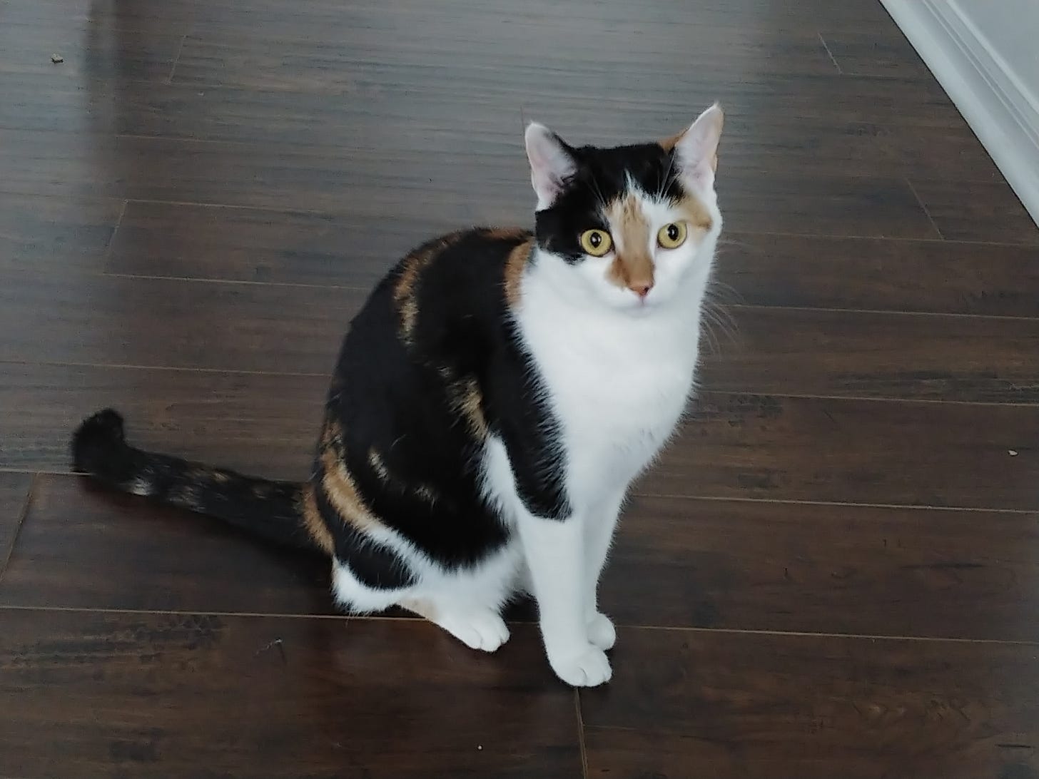 Calico Cat sitting on a wood floor