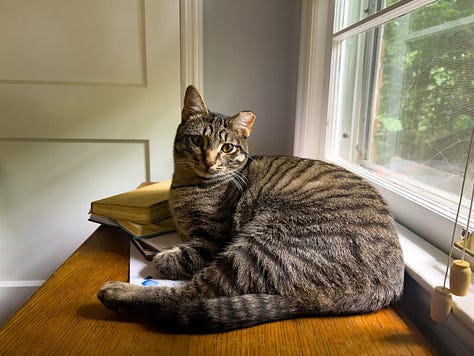 photos of beth spencers cats, sean, merv, and harmony