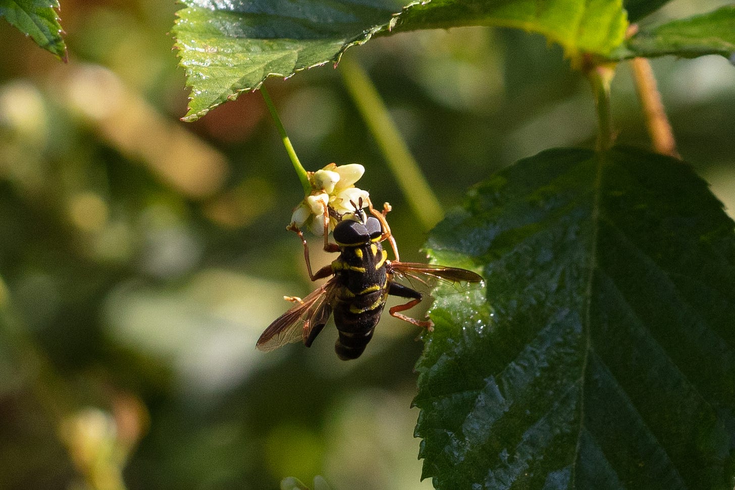 A dark fly with yellow stripes hanging onto a small cluster of tiny white flower buds
