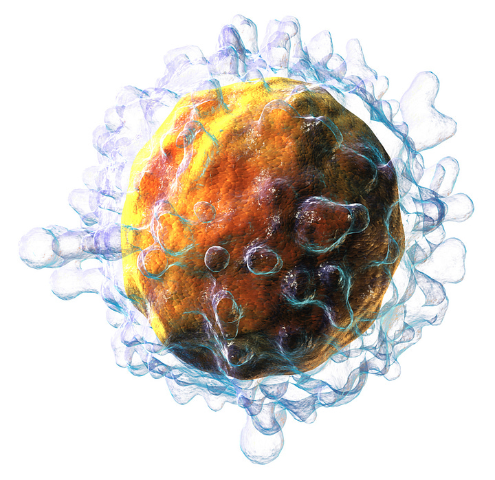 left image is an illustration of a T cell.  It's a circular orange colored blob with what looks like clear blue bubbles surrounding it.  To the right is an illustration of a glutathione molecule.  It features a black backbone with white, red and yellow atoms attached to it.