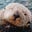 Sea Otter's avatar