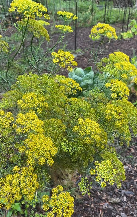 Purple amaranth, marigolds, yellow dill flowers
