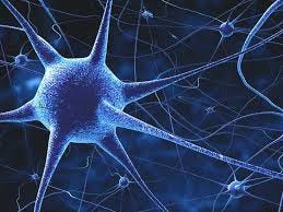 Brain and Nervous System