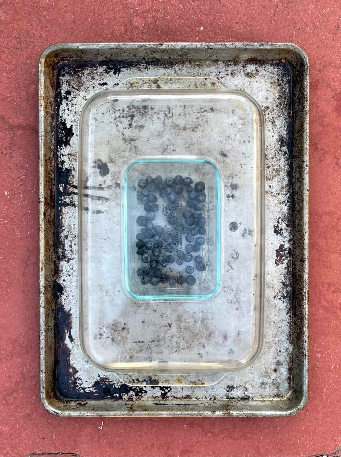 makeshift solar dehydrator using glass dishes and a baking sheet placed on concrete in full sun