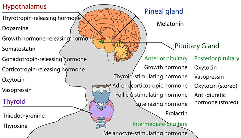 Diagram of the Human Brain and Thyroid