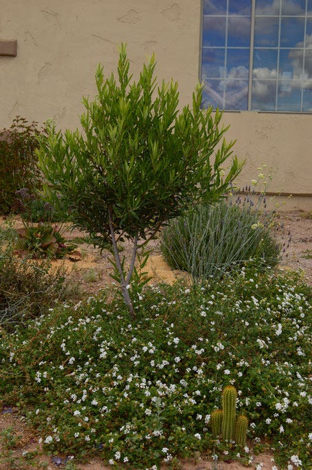 small sunny garden, desert garden, amy myers, photography, tree following, vauquelinia, californica, arizona, rosewood, garden photography, garden blog