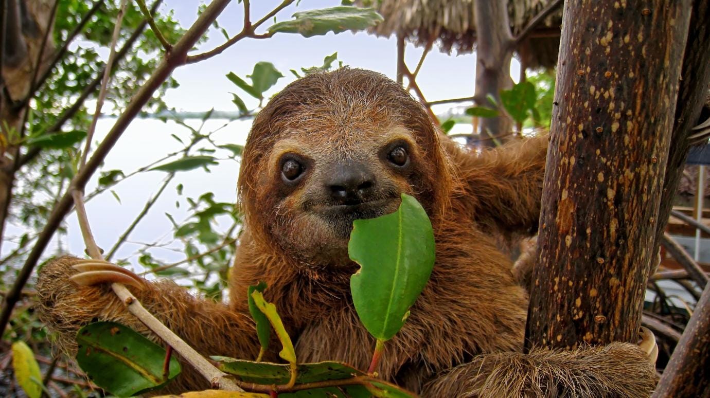 Sloth Sloth