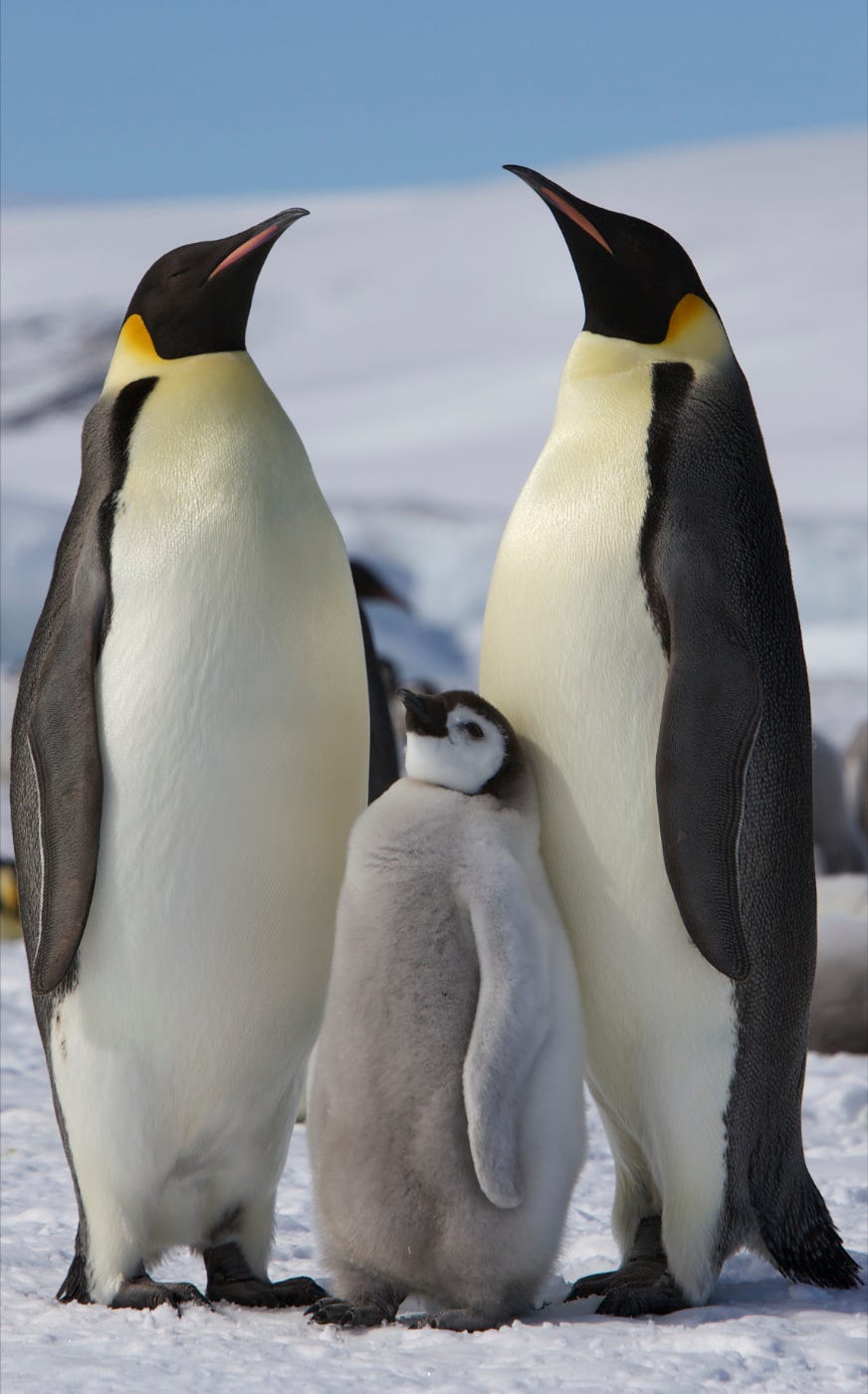 Emperor Penguin | NatureRules1 Wiki | Fandom
