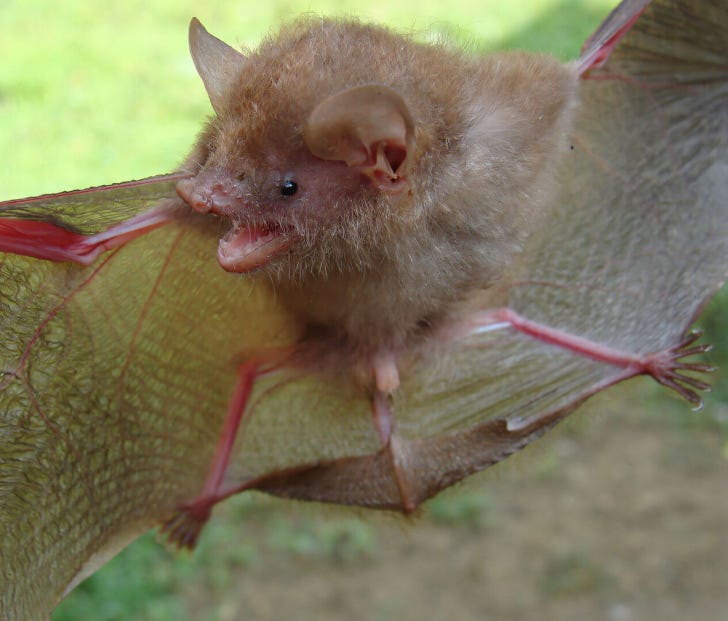 Chauves-souris à nez tubulaire : une biodiversité insoupçonnée révélée Chauves-souris à nez tubulaire : une biodiversité insoupçonnée révélée