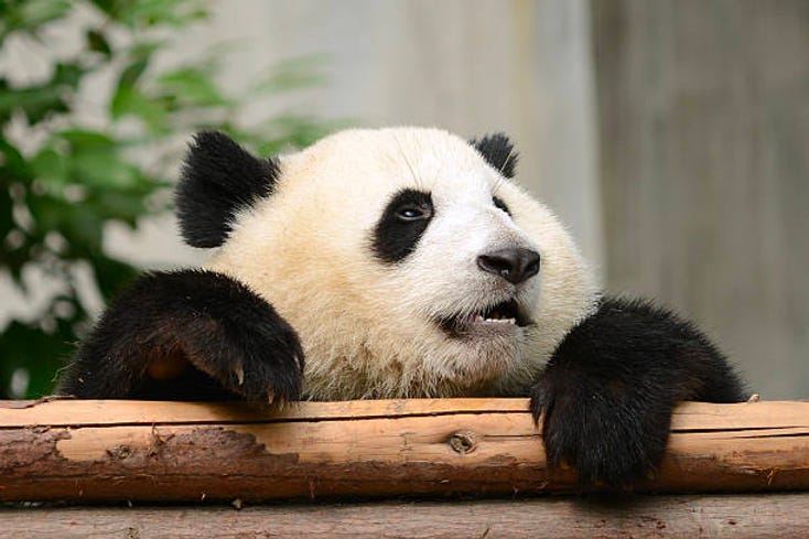panda