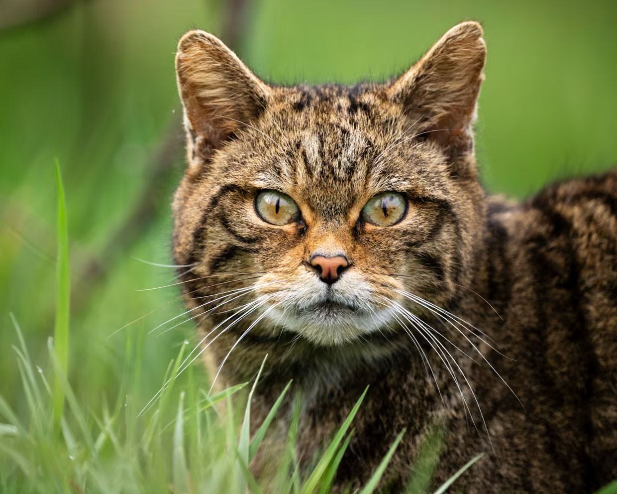 The return of wildcats to south-west England is backed by 80% of people in the region. Photo: © Tom Mason/Wildlife Trust