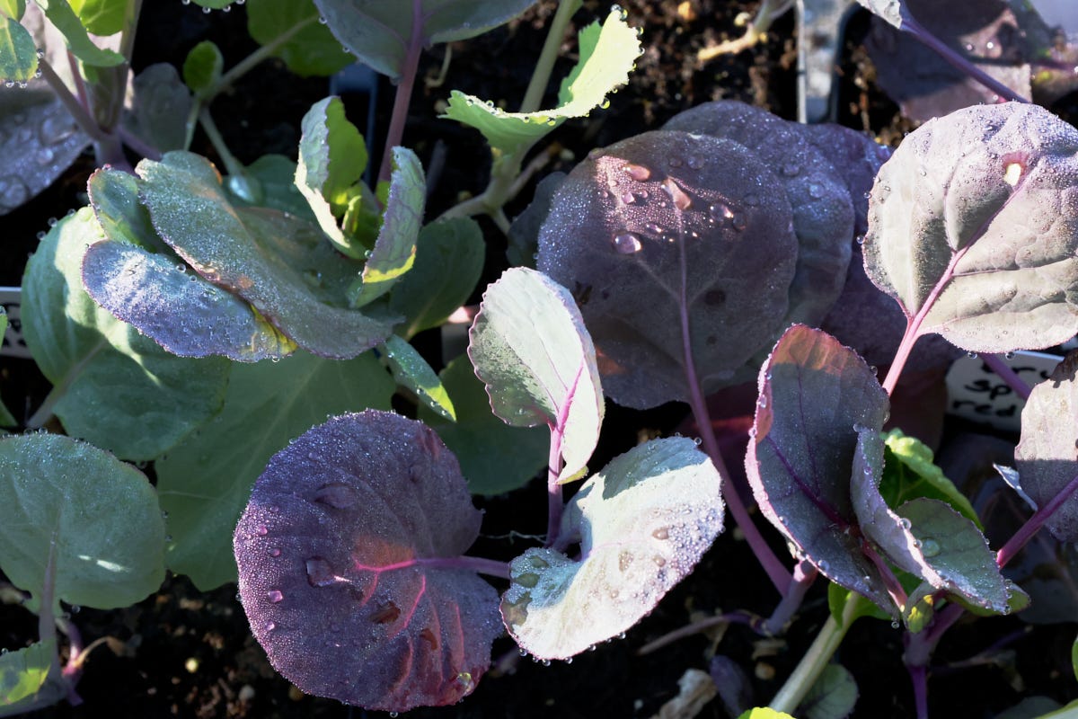 brussels sprout seedlings