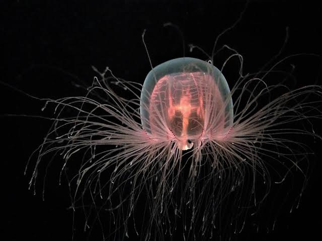 What Do Immortal Jellyfish Eat? - WorldAtlas What Do Immortal Jellyfish Eat? - WorldAtlas