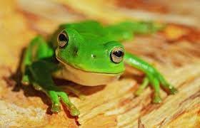 550+ Frog Pictures | Download Free Images on Unsplash