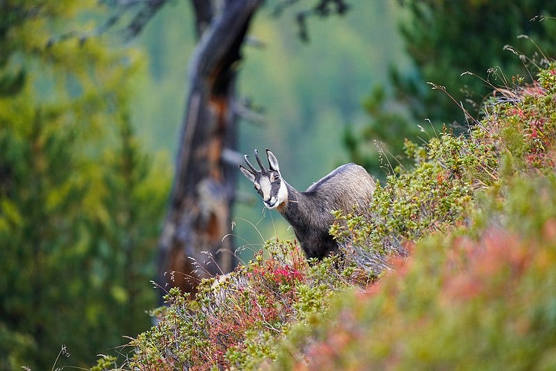 A goat standing on a hill

Description automatically generated