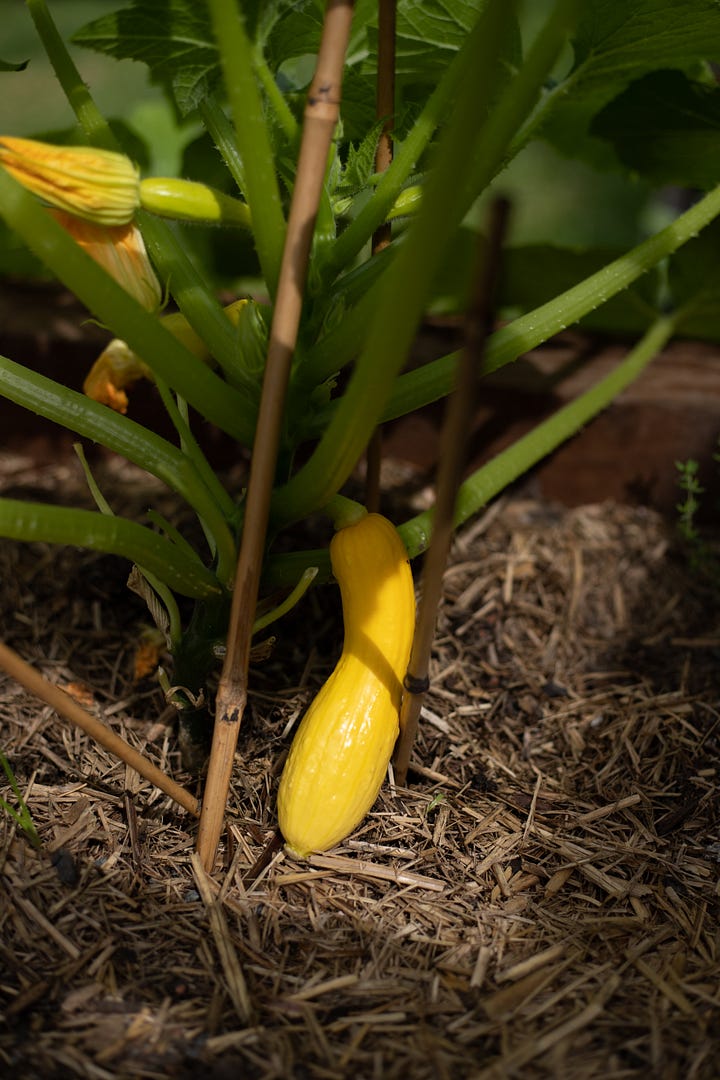 Australian veggie garden