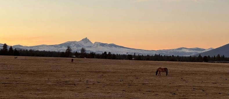 Horses in meadow near snowy mountains Horses in meadow near snowy mountains