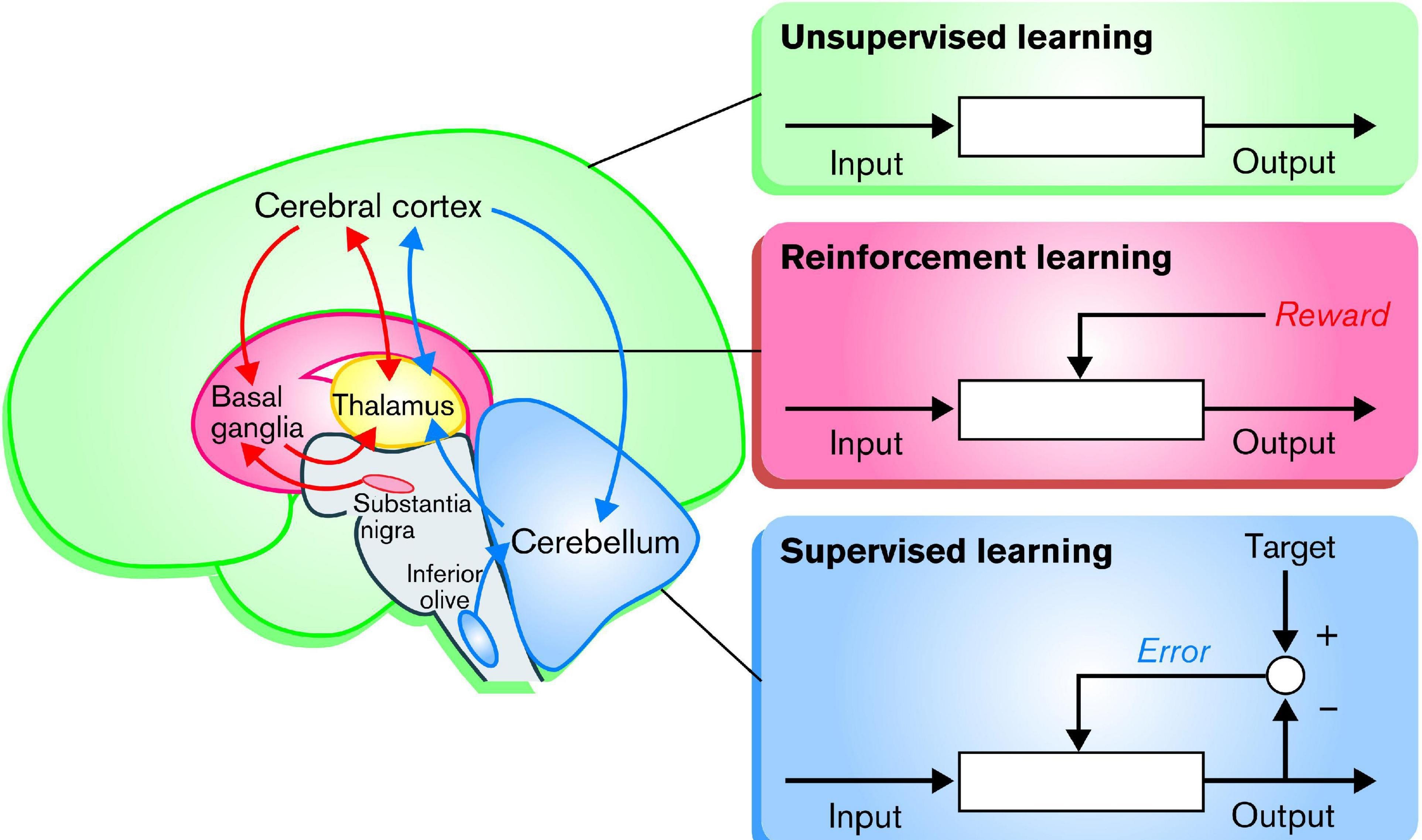 A closer look at Understanding Behavior Psychology Dopamine