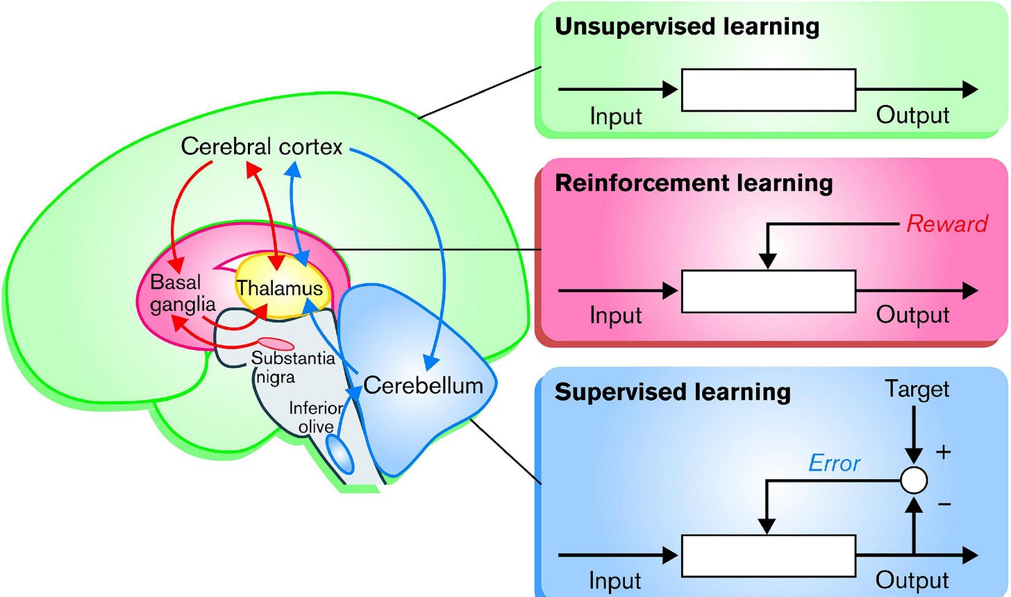 How To Understand Your Dopamine Feed To Dominate In 2026