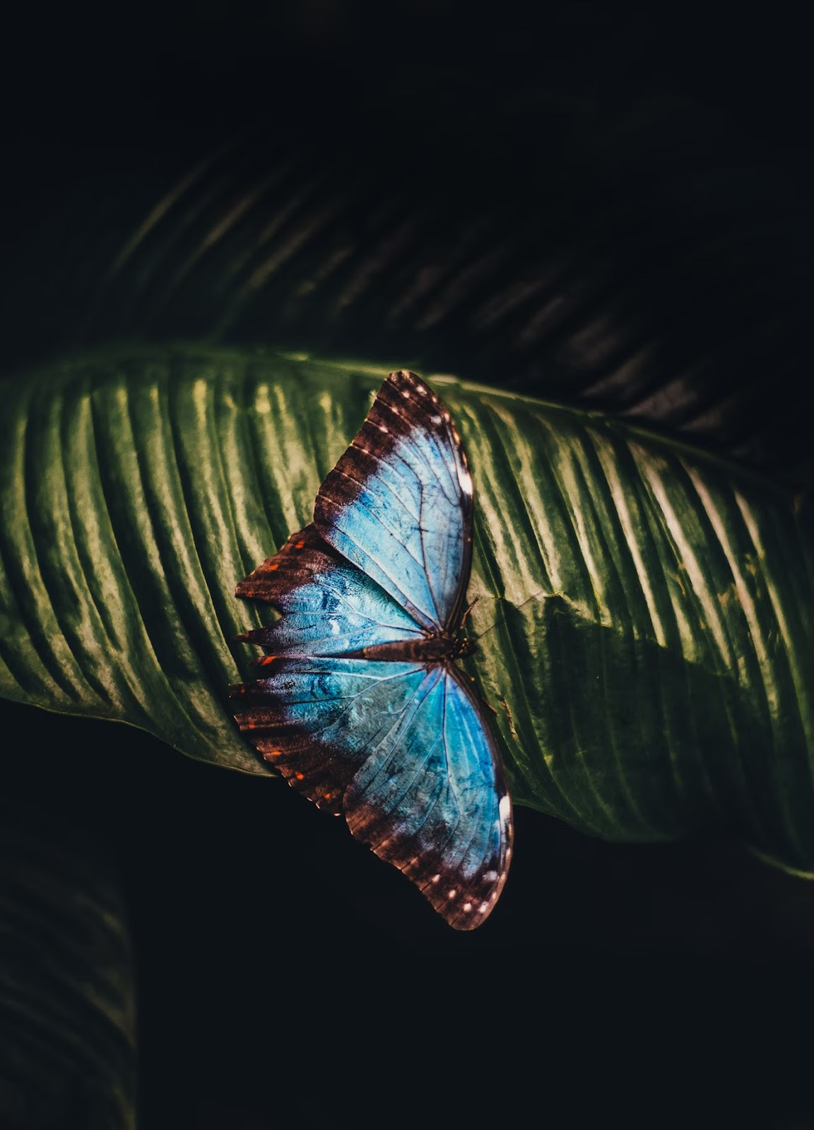 Vibrate blue butterfly sitting on a dark moody leaf