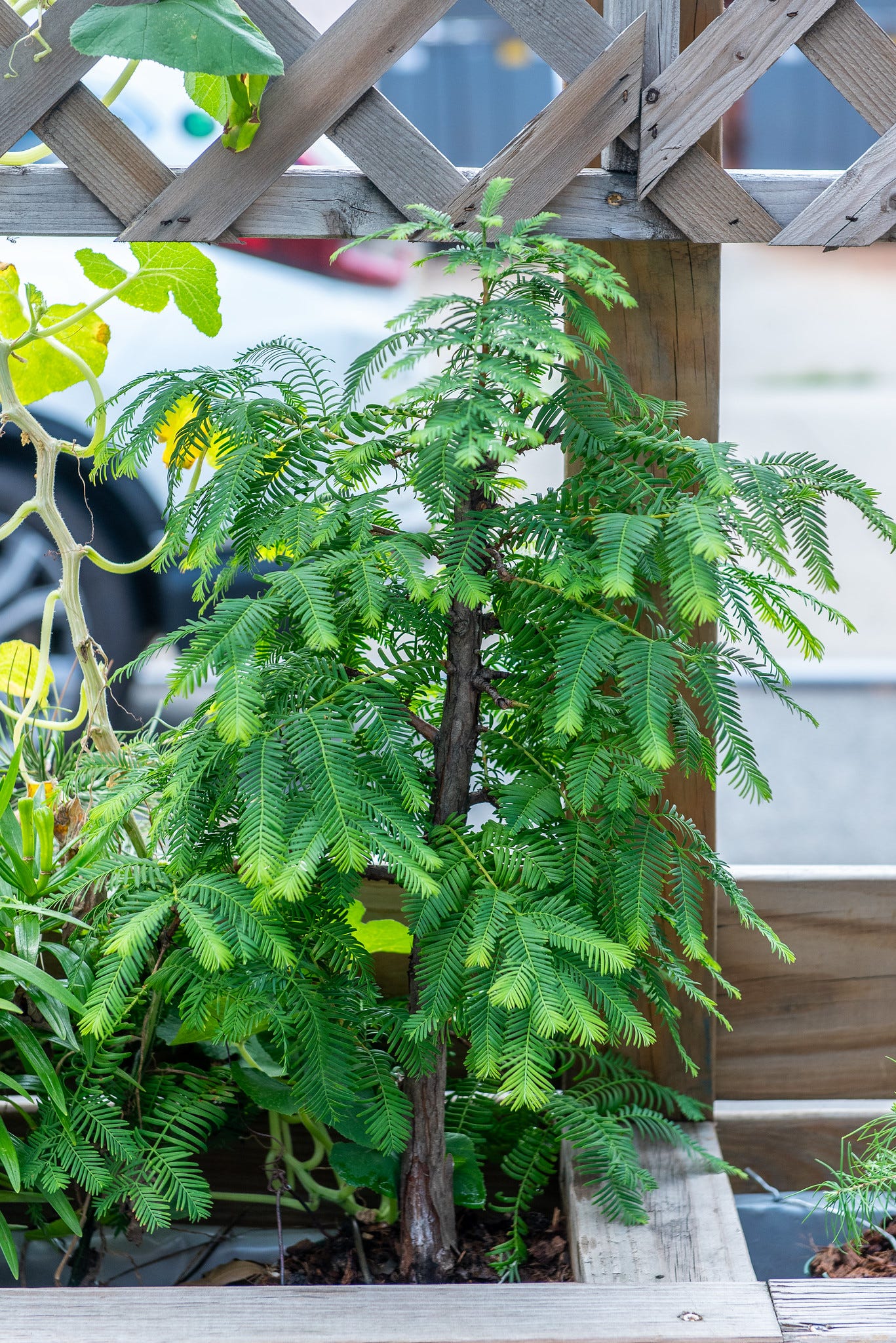 ID: My dawn redwood bonsai tree