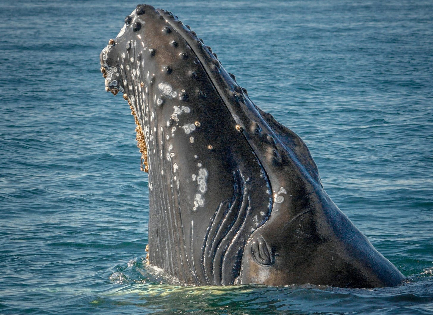 Should whales be considered people? Should whales be considered people?