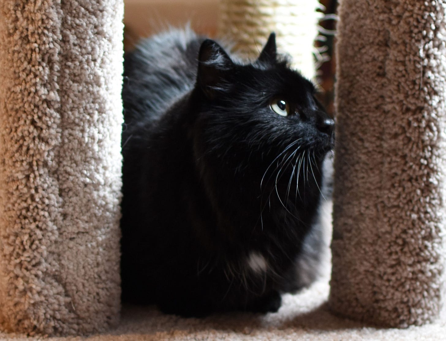 Rhiannon looks curiously upward to the side as she loafs between two pillars of her cat tower. Rhiannon looks curiously upward to the side as she loafs between two pillars of her cat tower.