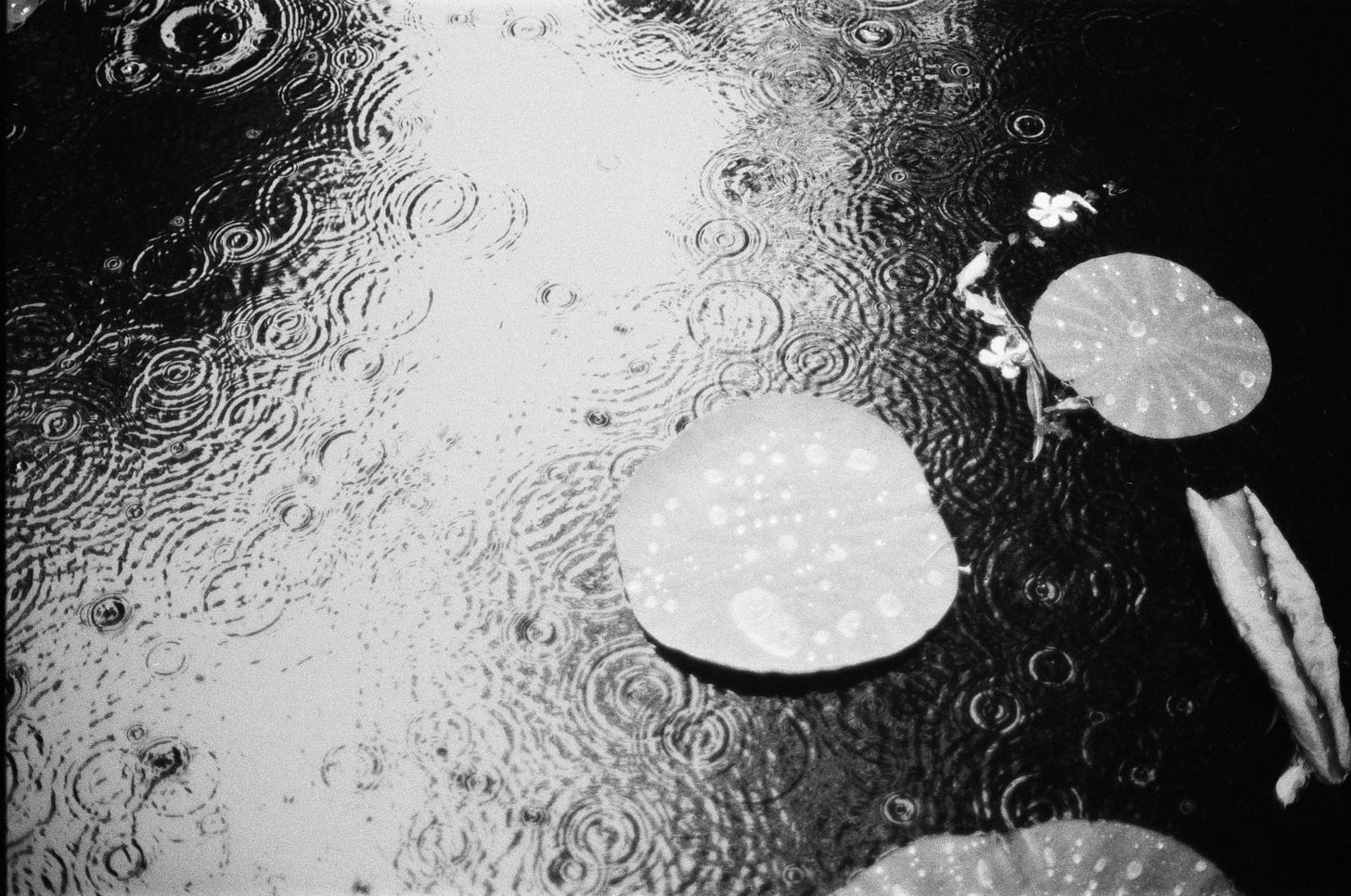 pioggia su stagno di acqua con foglie di loto in bianco e nero