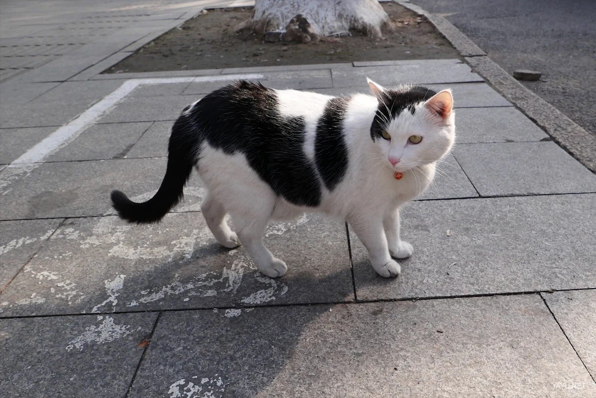 我在苏州逛园子之西园寺-雅余