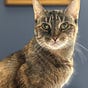 Stephanie Sellars's avatar