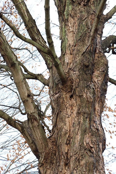 Old maples on borrowed time.