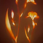 The whirling angels