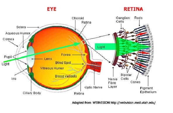 Diagram of a diagram showing the structure of the eye

AI-generated content may be incorrect.