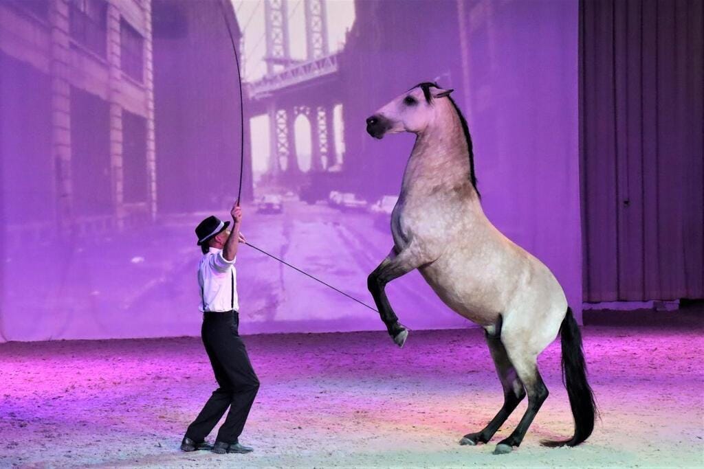 Haras du Pin. Un spectacle équestre haut en couleur sur le thème des années  1970 - Cherbourg.maville.com