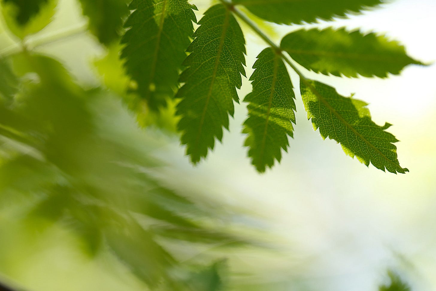 Sharply serrated leaflets of rowan (Sorbus aucuparia) contrast with the fluid movement of the compound leaves behind