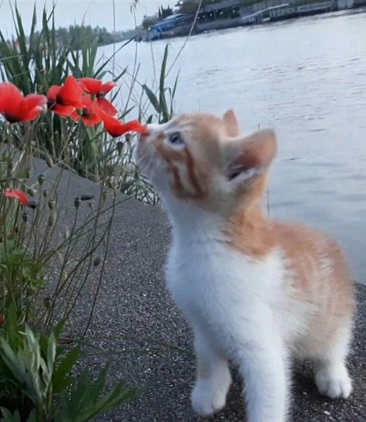 This may contain: an orange and white kitten standing on top of a cement ground next to water with red flowers