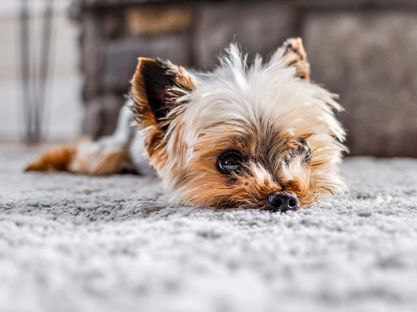 Tiny dog