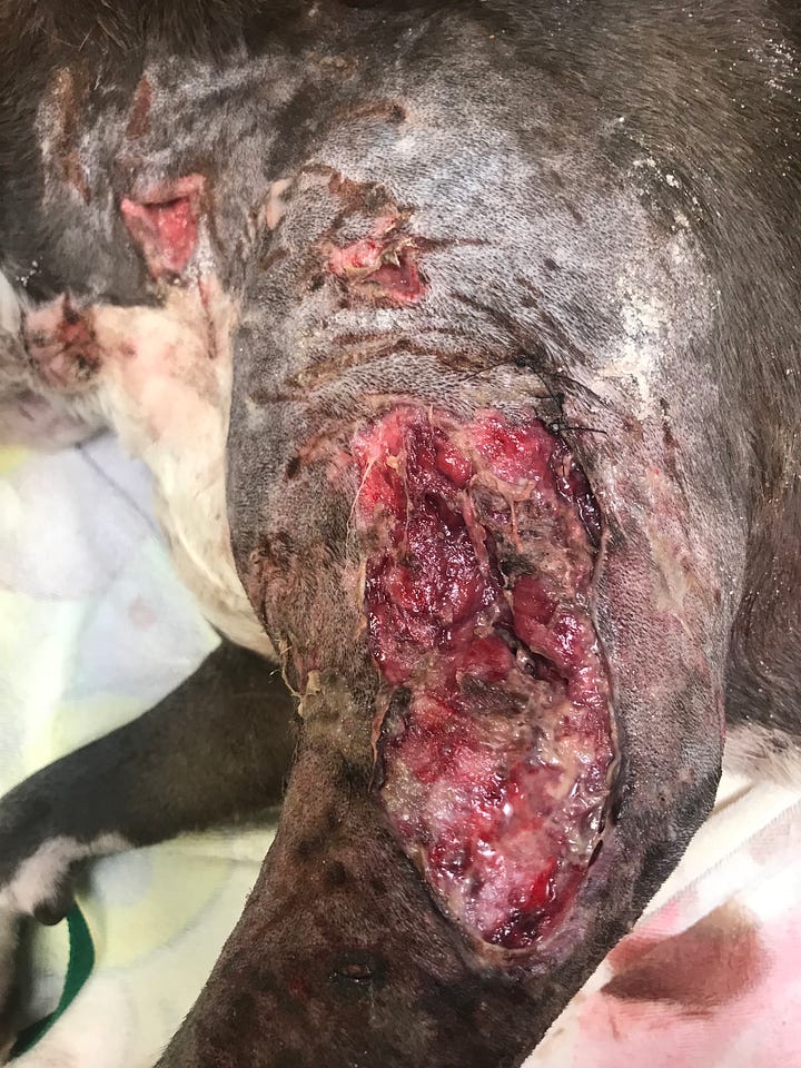 dog fight wounds