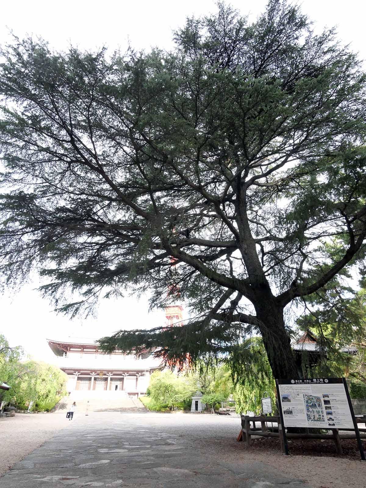 グラントマツ|巨樹名木探訪|8-樹木|木の情報発信基地