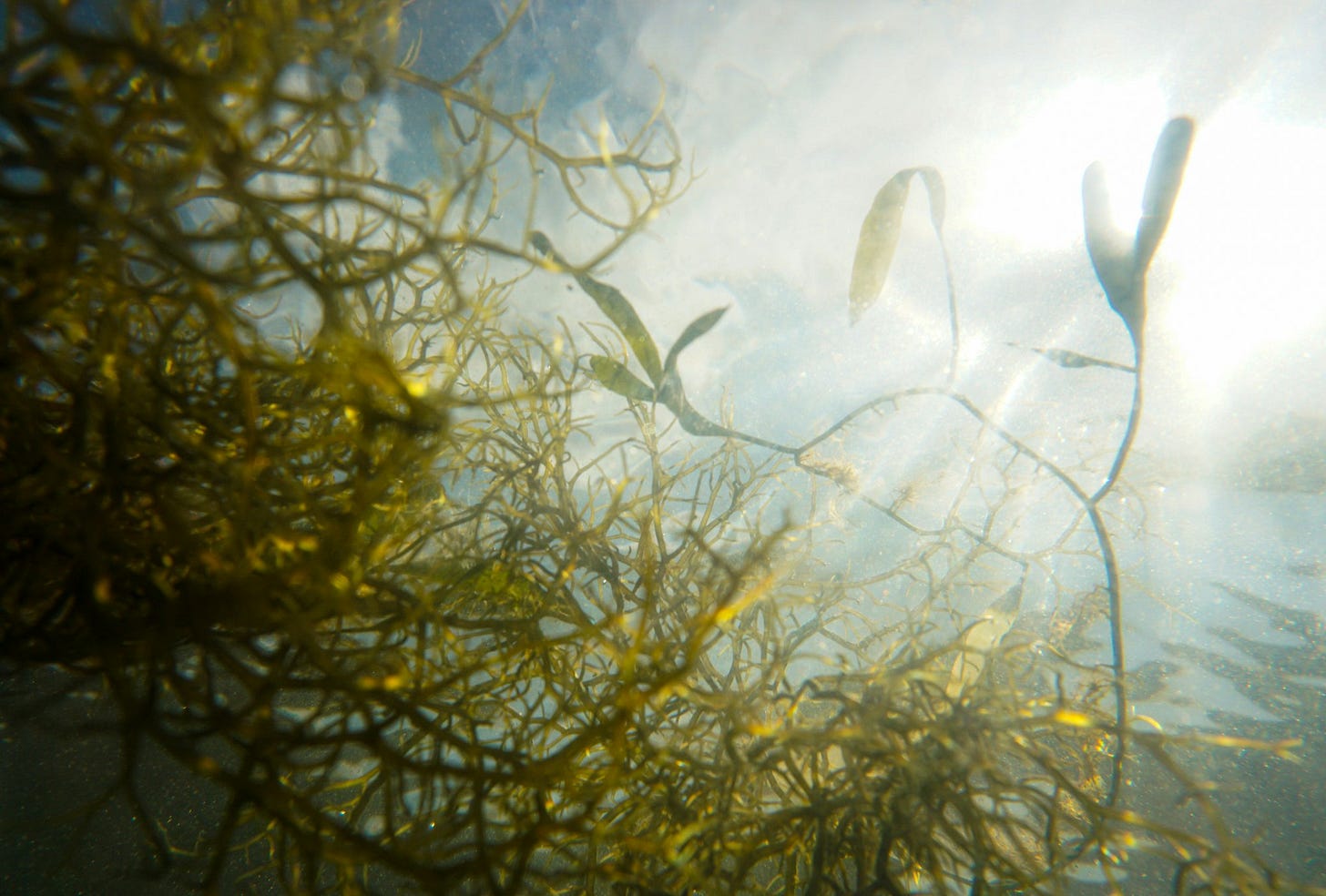 green and brown algae