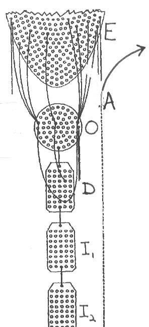 Using the Structural Differential