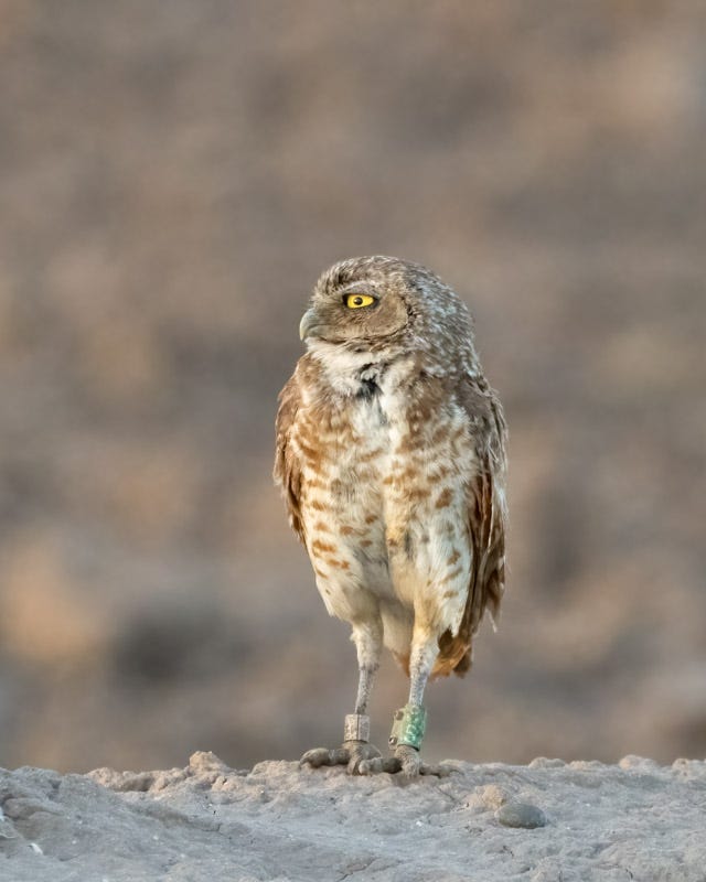 20250725-Marana-53-Edit.jpg 20250725-Marana-53-Edit.jpg