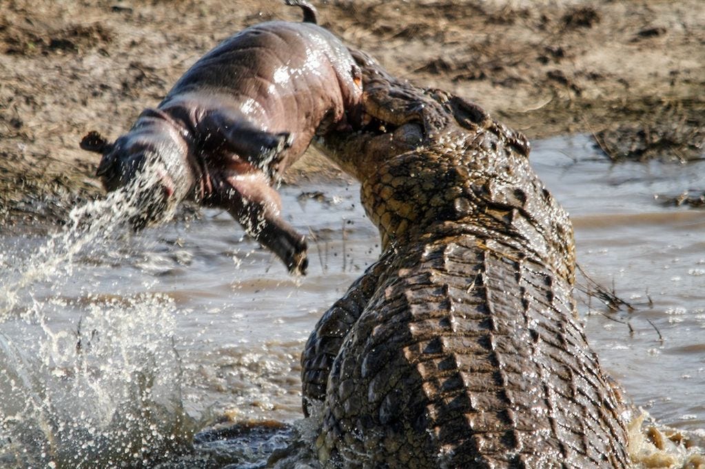 https://i2-prod.irishmirror.ie/incoming/article3995127.ece/ALTERNATES/s1023/Croc-eats-baby-hippo.jpg