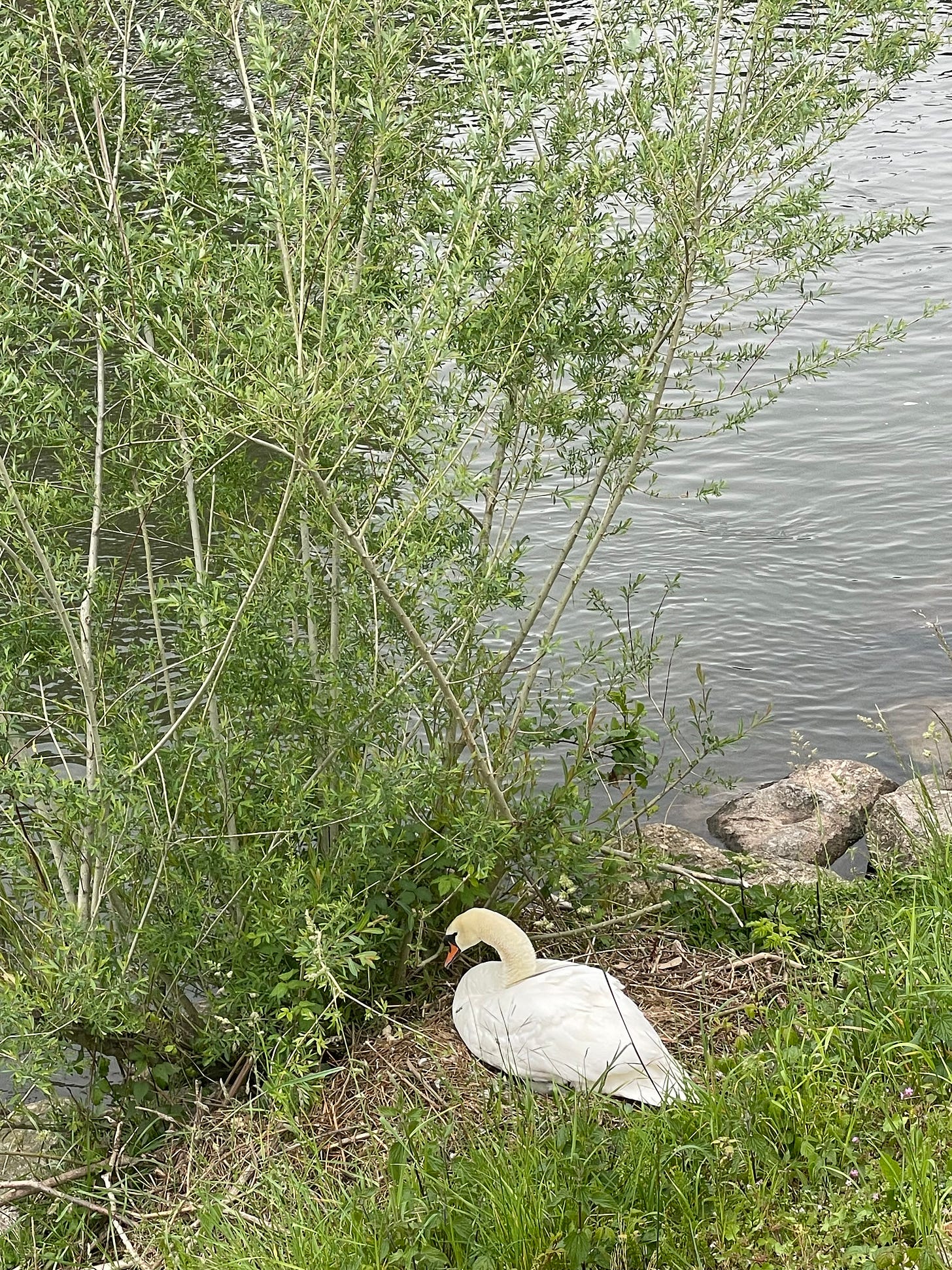 swan sitting on a nest on the Weise