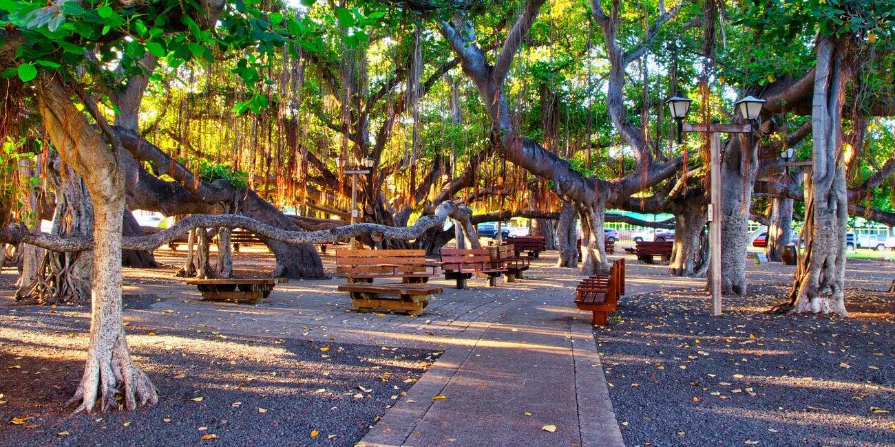 The Lahaina Banyan Tree Is Alive!