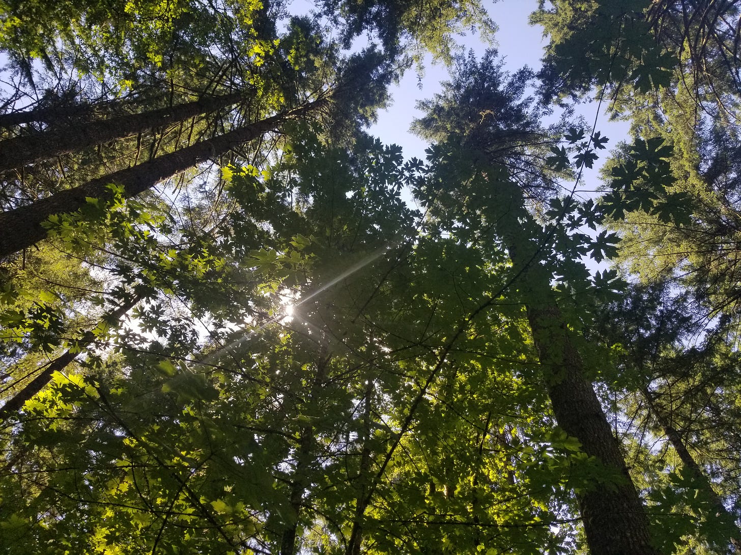 Looking up into trees, sunlight pouring through