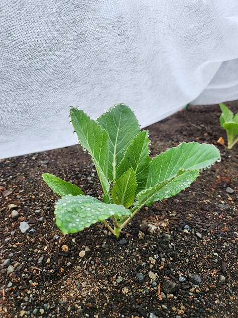 Small Scale Gardening, Food Prep and Preservation