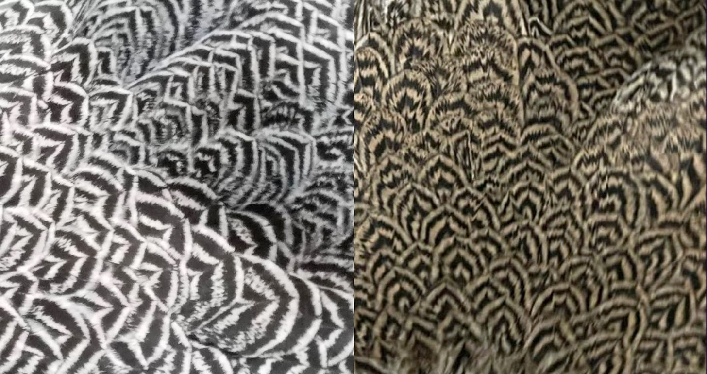 Pattern Gene expression on Penciled hens - Silver (left) Dark Brahma by Robert Anderson, Citron (right) Wyandotte by Grant Brereton