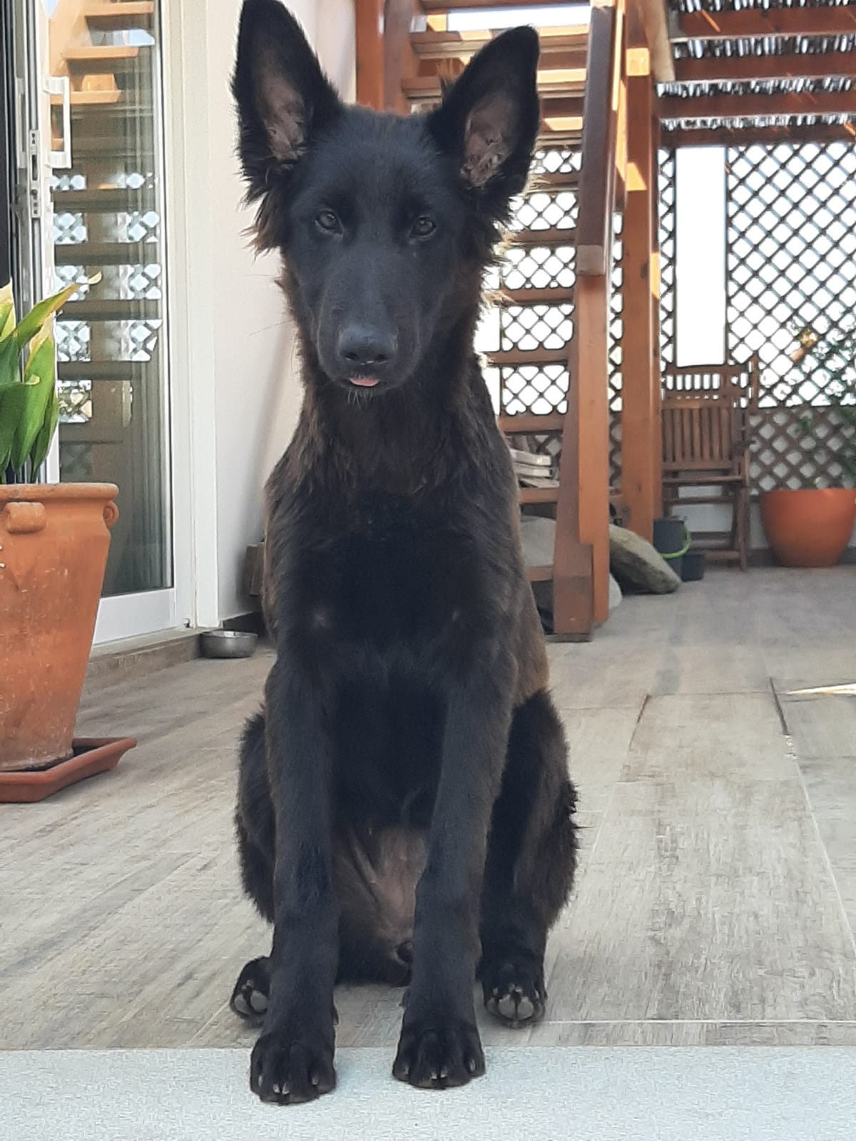 THE CUTEST black German Shepherd puppy with BIG ears and paws, and just a little bit of a tongue sticking out, sitting ever so nicely.