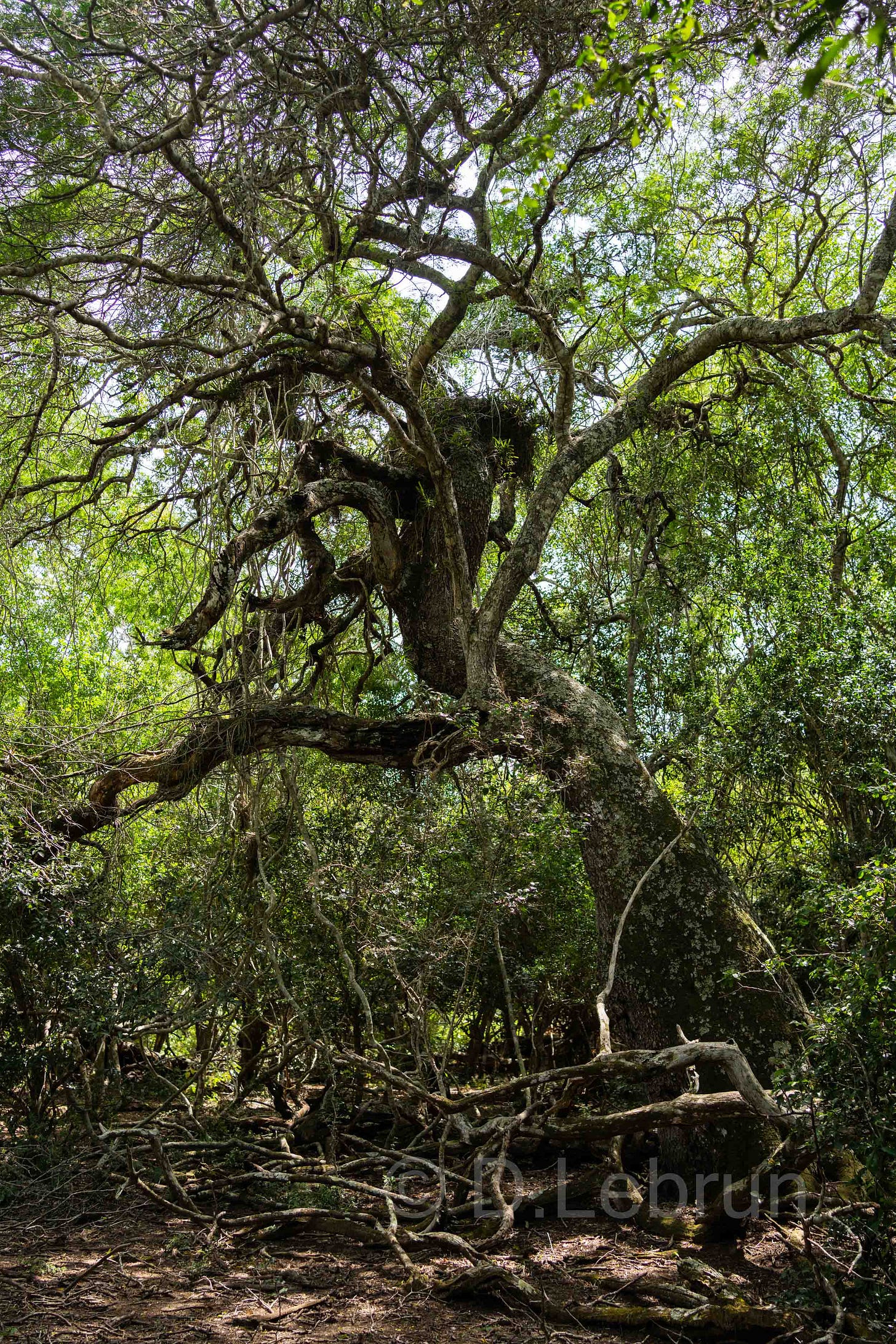 La forêt côtière du Nord se trouve principalement le long du littoral du KwaZulu-Natal et est relativement riche en espèces ; elle pousse principalement sur les plaines côtières et les dunes côtières stabilisées, Afrique du Sud, 2024 (photo/ Dorothée Lebrun). La forêt côtière du Nord se trouve principalement le long du littoral du KwaZulu-Natal et est relativement riche en espèces ; elle pousse principalement sur les plaines côtières et les dunes côtières stabilisées, Afrique du Sud, 2024 (photo/ Dorothée Lebrun).